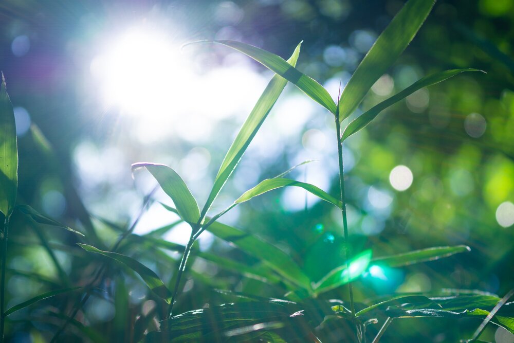 Sunny day in the grass